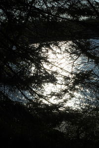 Low angle view of trees in forest