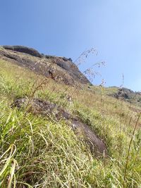 Scenic view of field against clear sky