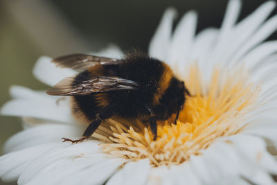 Close-up of bee pollinating on flower