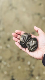 Close-up of hand holding seashell on beach