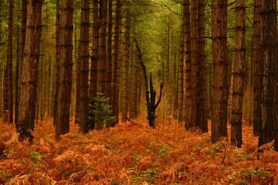 Trees growing in forest during autumn