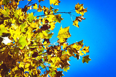 Low angle view of yellow tree against clear blue sky