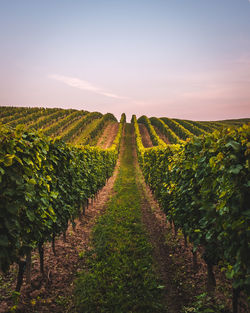 Scenic view of vineyard against sky during sunset