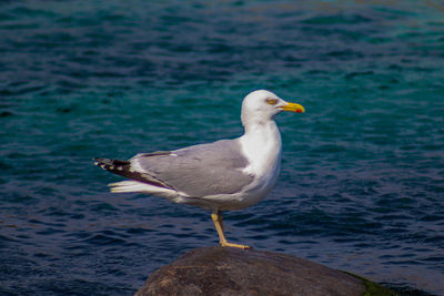 Seagull perching on rock