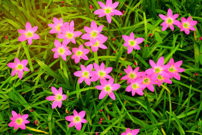 Close-up of pink flowering plants