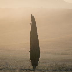 Tree on field against sky during sunset
