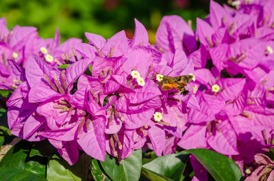 Close-up of bee on purple flowers