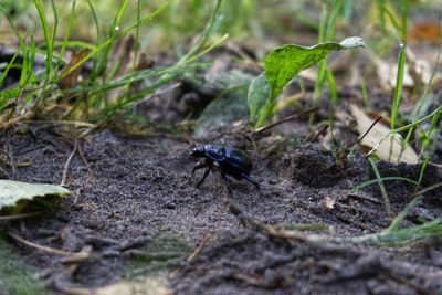 Close-up of fly on ground