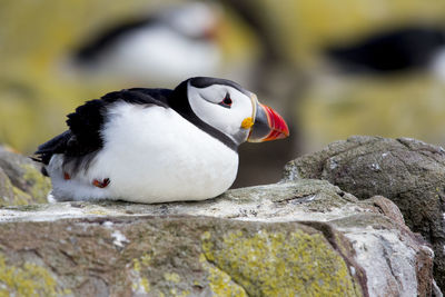 Close-up of duck on rock