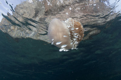 Close-up of fish swimming in sea