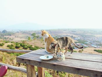 Scenic view of cats on wooden table against landscape