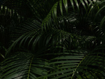 Full frame shot of palm tree leaves