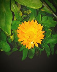 Close-up of yellow flower blooming outdoors