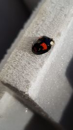 Close-up of ladybug on leaf