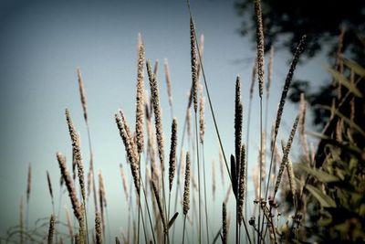 Close-up of plants growing on field