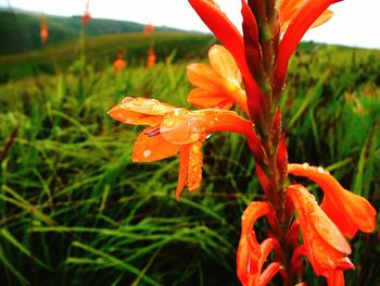 Close-up of water drops on orange day