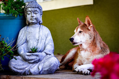 Statue of dog looking away