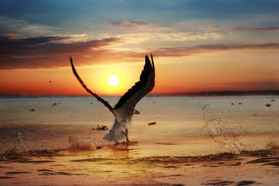 View of a pelican bird with flapping wings and  splashing water drops in the sunset
