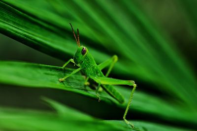 Close-up of insect on leaf