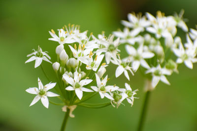 Close-up of white flowers blooming outdoors