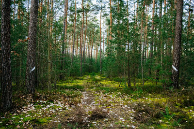 Trees in forest