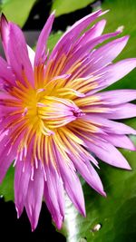 Close-up of pink flower