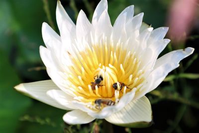 Close-up of insect on white flower