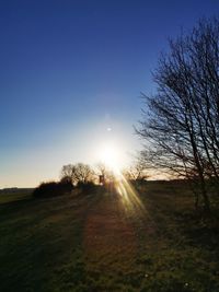 Trees on field against clear sky during sunset