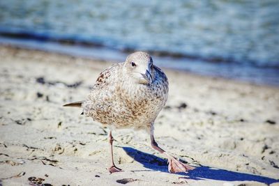 Close-up of seagull perching on sand