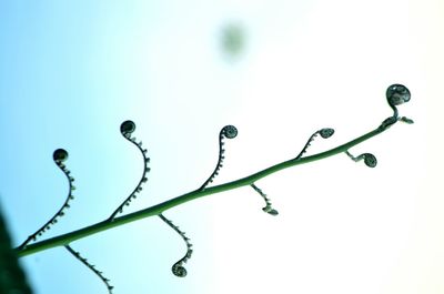 Close-up of water drops on plant against clear sky