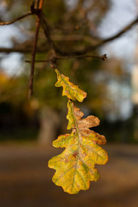 Close-up of yellow maple leaves on tree