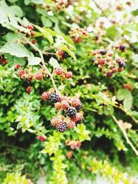 Close-up of blackberries growing on plant