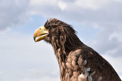 Close-up of eagle against sky