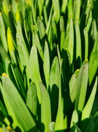 Full frame shot of fresh green leaves