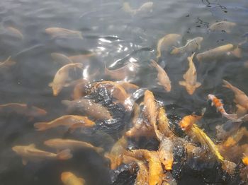 High angle view of koi carps swimming in pond