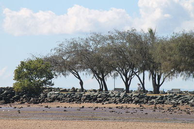 Trees on landscape against sky