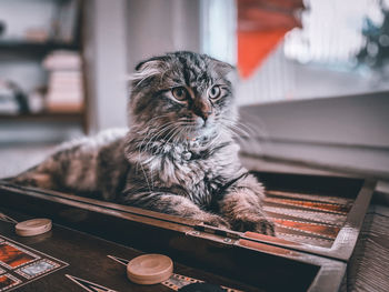 Portrait of cat sitting on table