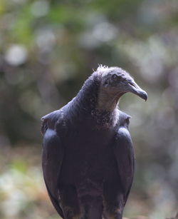 Head on closeup portrait of black vulture coragyps atratus transpantaneira, pantanal, brazil.
