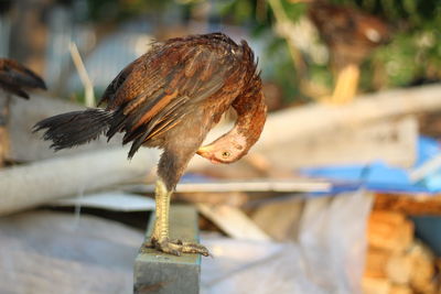 Close-up of a bird