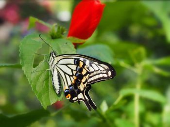 Close-up of butterfly on leaf