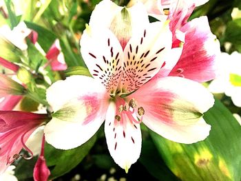 Close-up of pink flowering plant