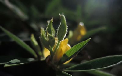 Close-up of flower buds growing outdoors