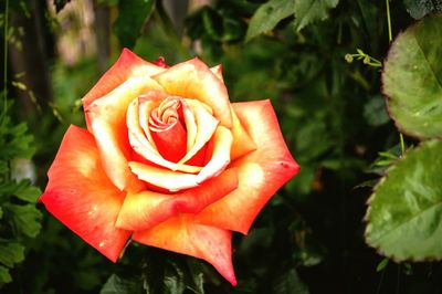 Close-up of red rose