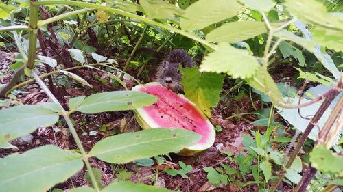 Close-up of insect on plant