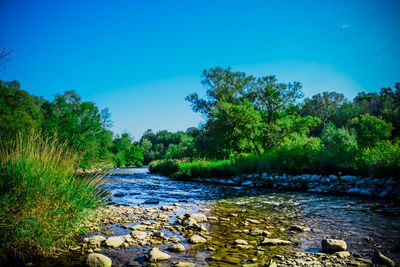 Scenic view of river in forest against clear blue sky