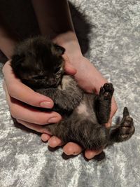 High angle view of hand holding kitten