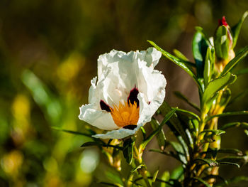 Close-up of white rose flower