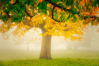 Trees on field during autumn