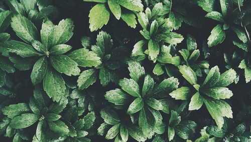 Full frame shot of fresh green leaves