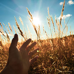 Cropped hand touching dried plants on field during sunny day